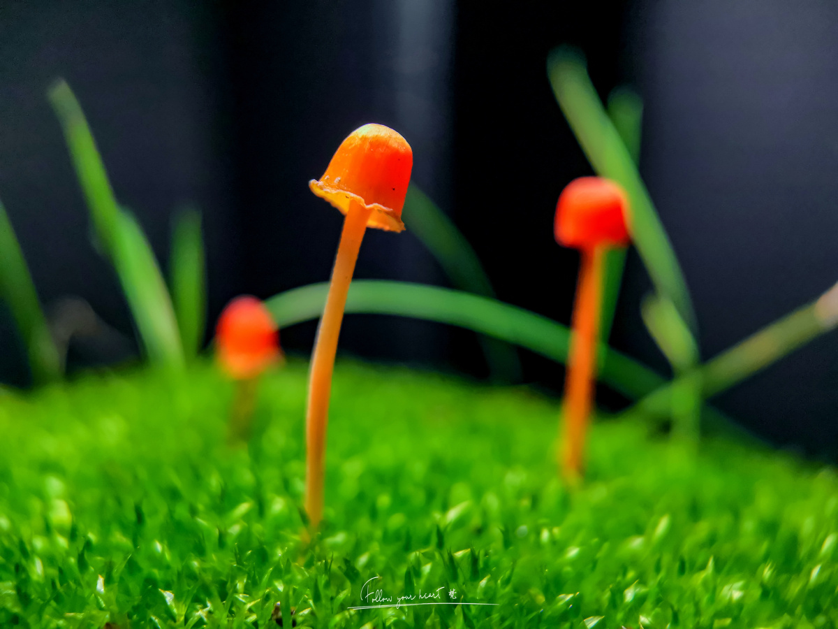 微观世界蘑菇手机微距