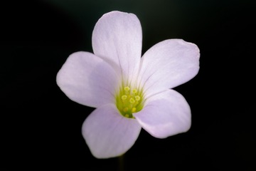 三叶草花 - 2