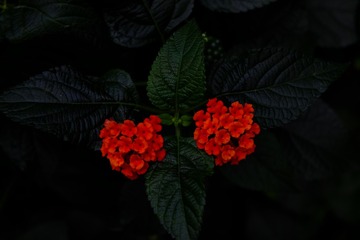 B195845D-58E7-4CE1-8F20-3CE206D695A3/L0/001