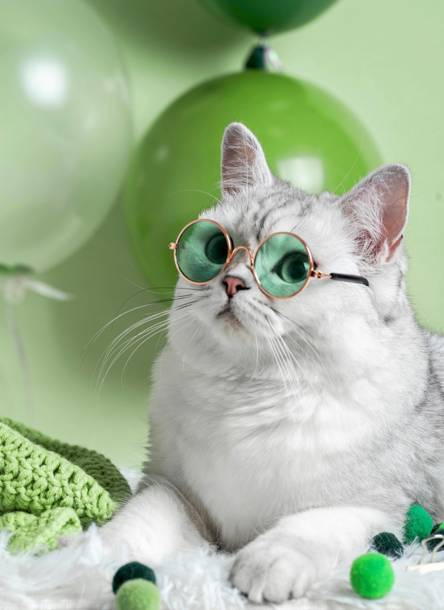 带绿眼睛绿帽子的白色猫咪