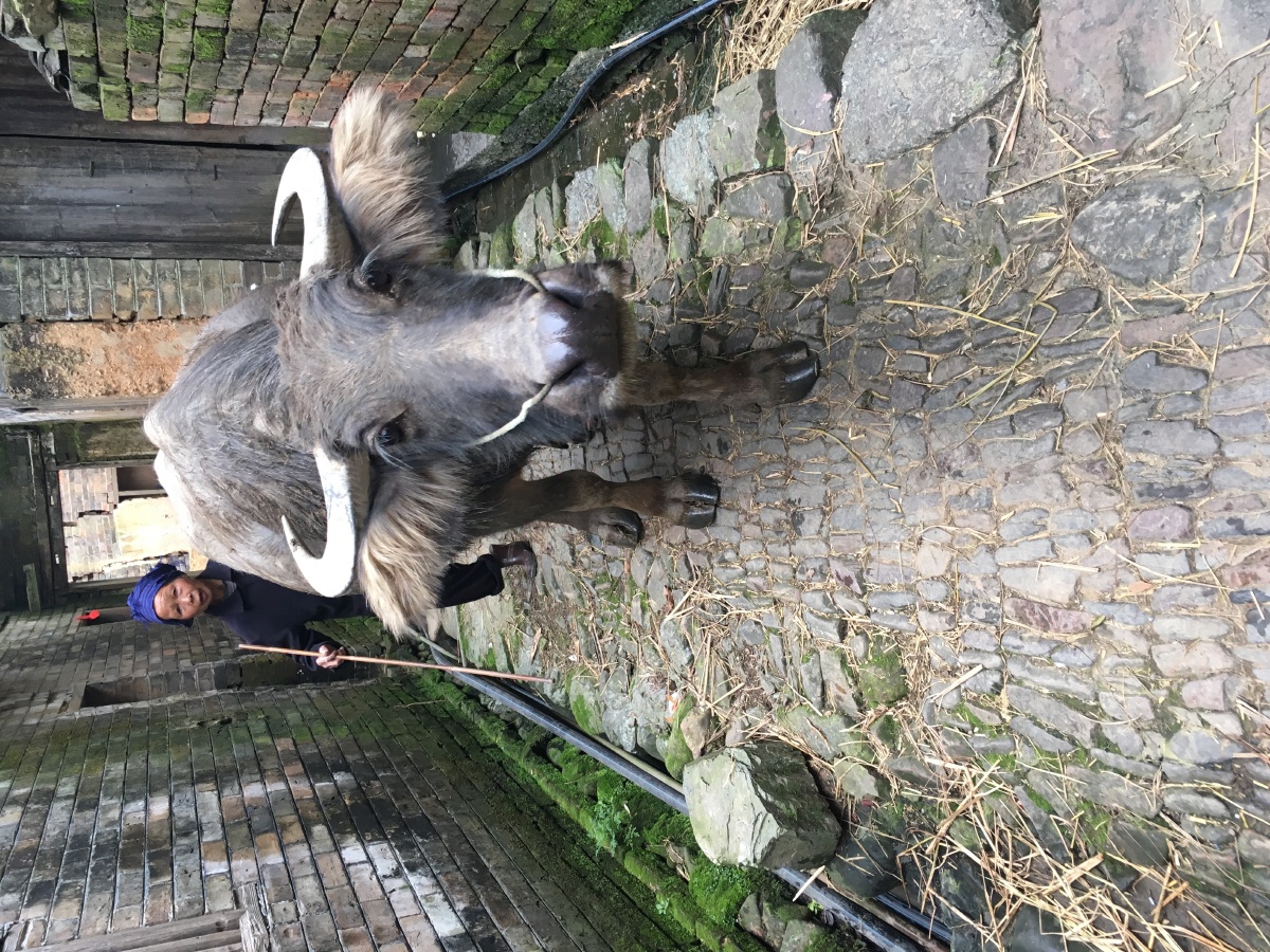 老牛- 小飞大侠 - 图虫