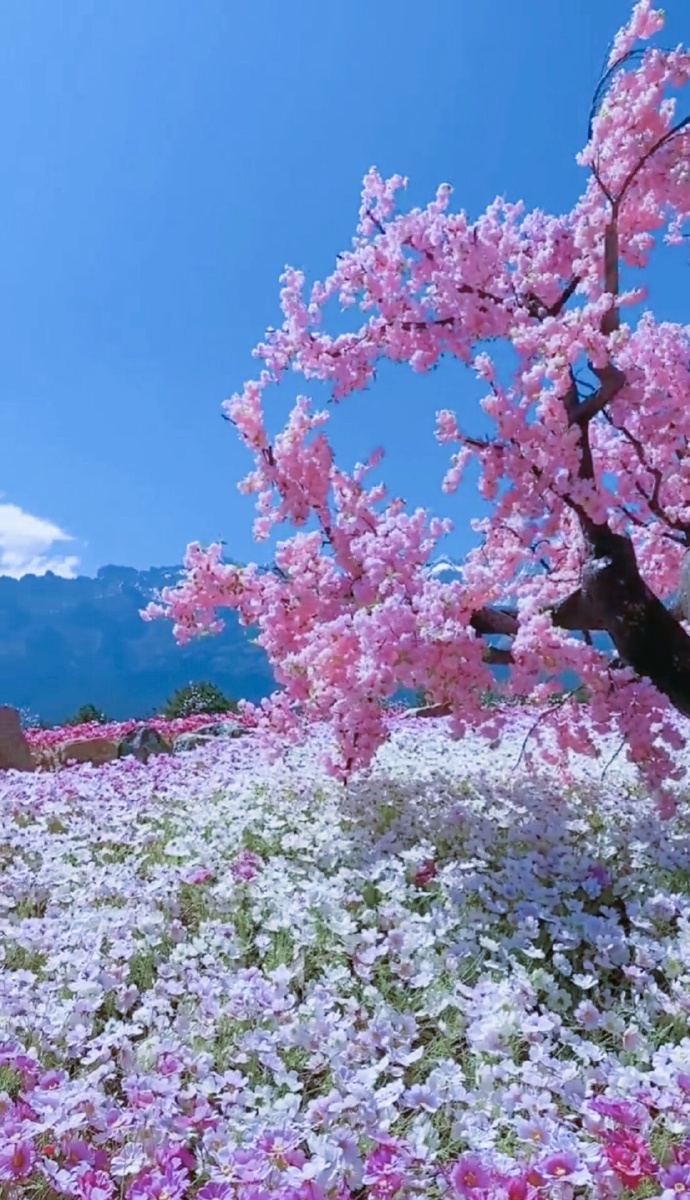 烂漫山花遍野红