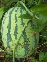 11084