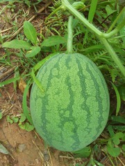 11087