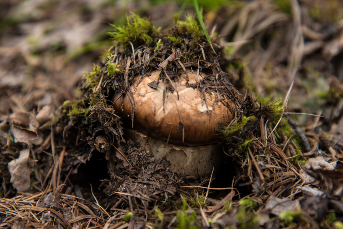 四川西部一种非常鲜美的一种野生菌!