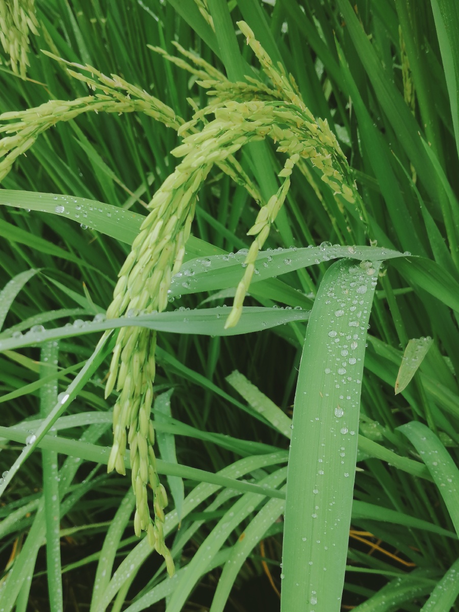 稻穗- 摄影师邓