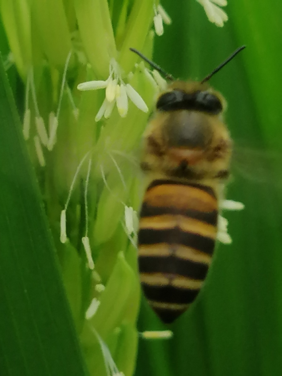 稻花香蜜蜂嗡嗡嗡采蜜忙