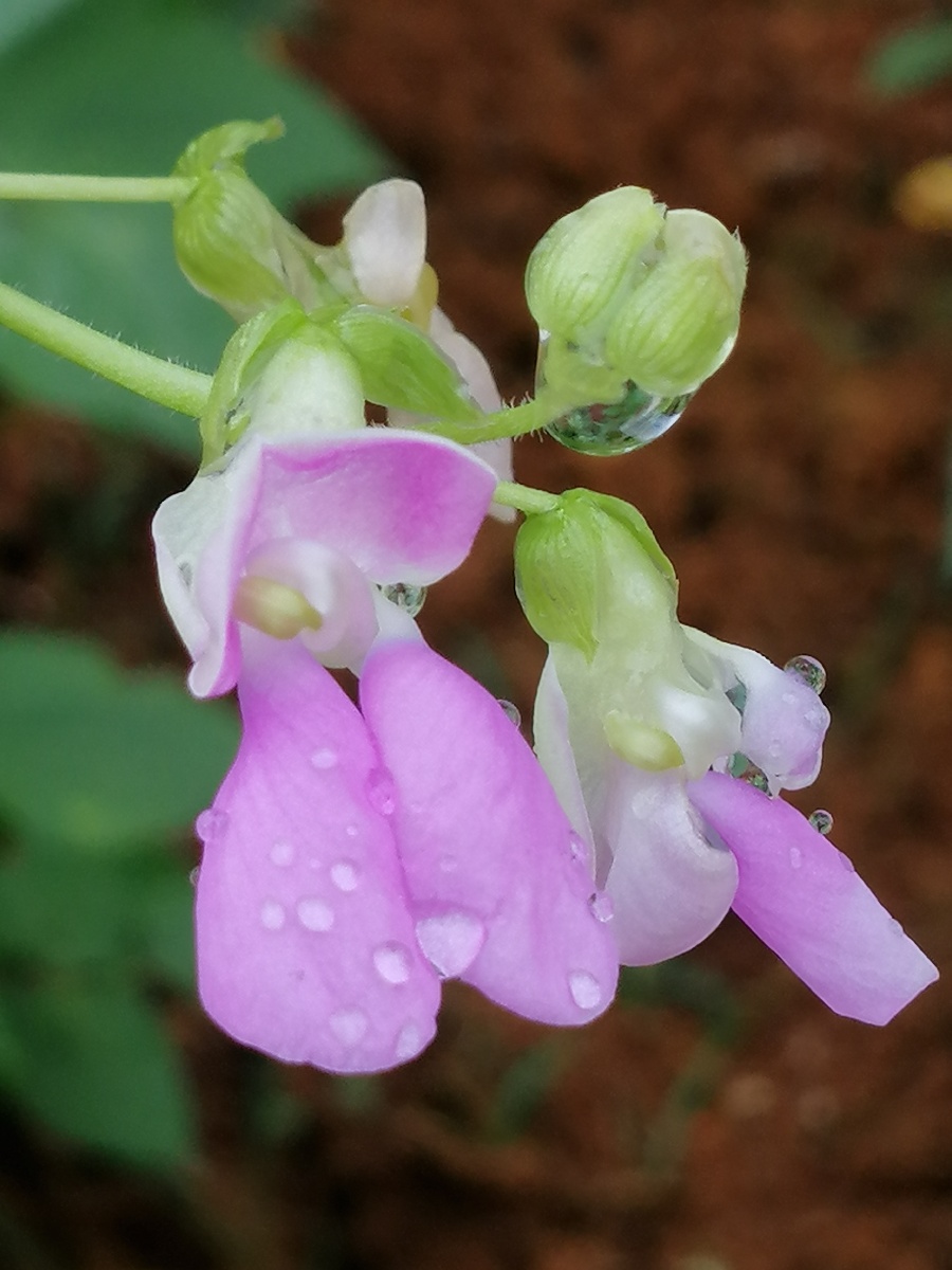 雨后的四季豆花