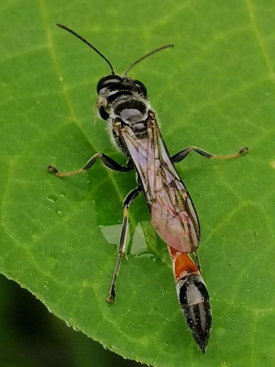 细腰蜂