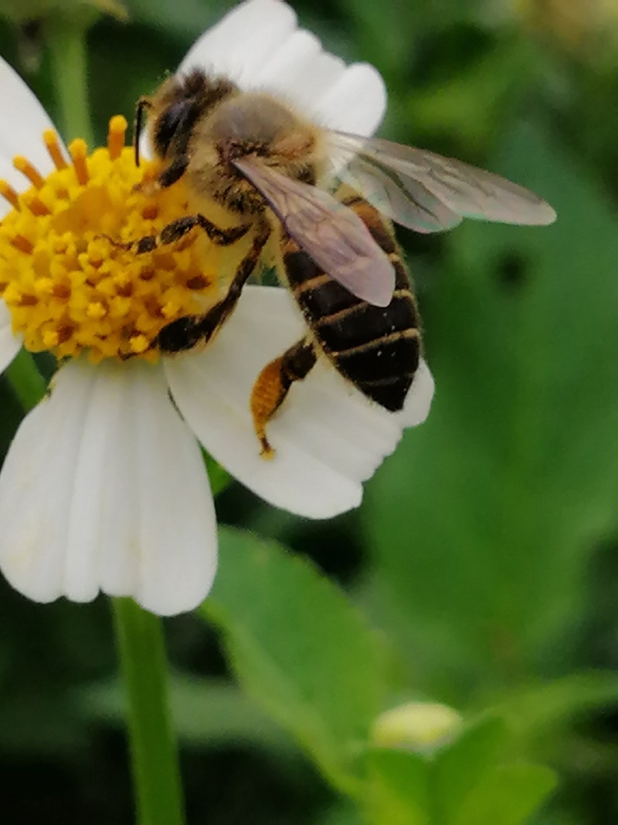 蜜蜂采蜜 - 摄影师邓