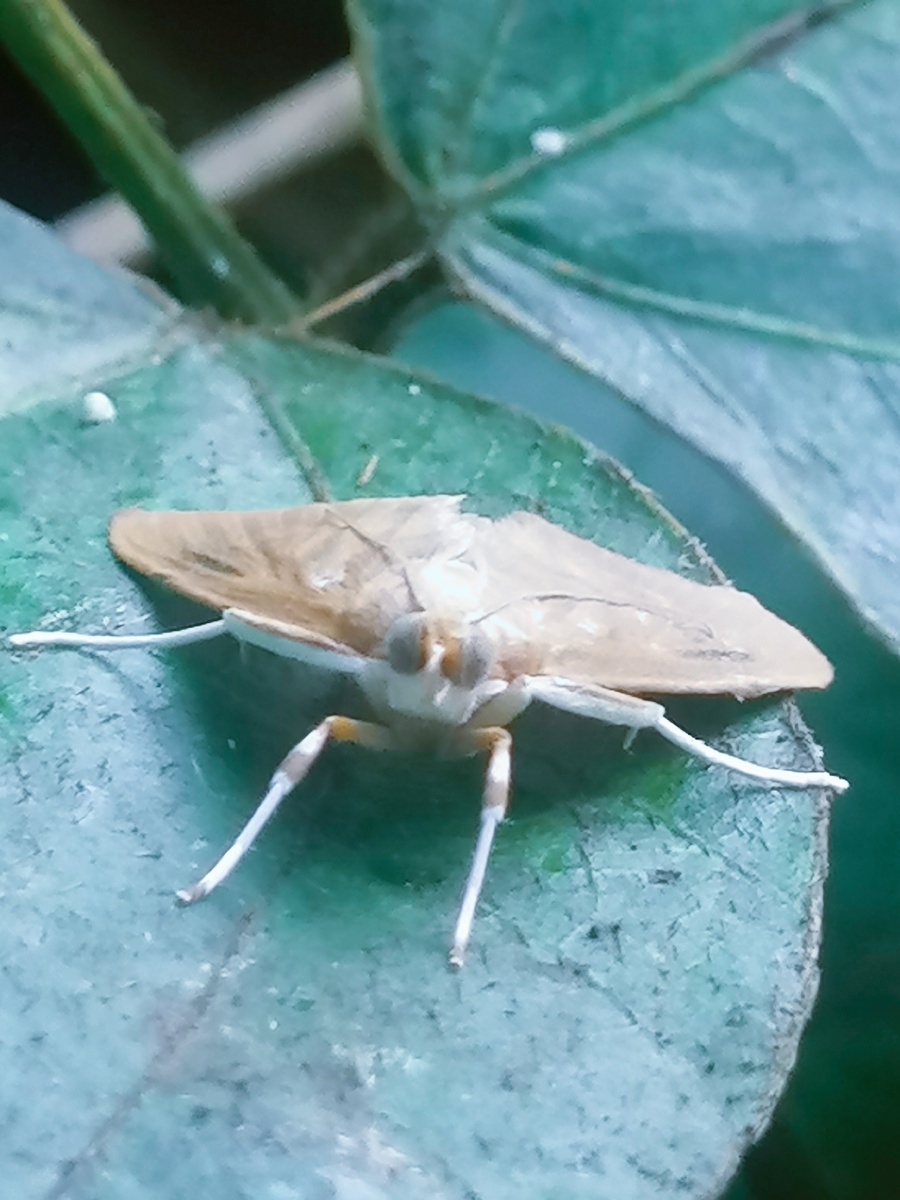 蛾- 摄影师邓 - 图虫