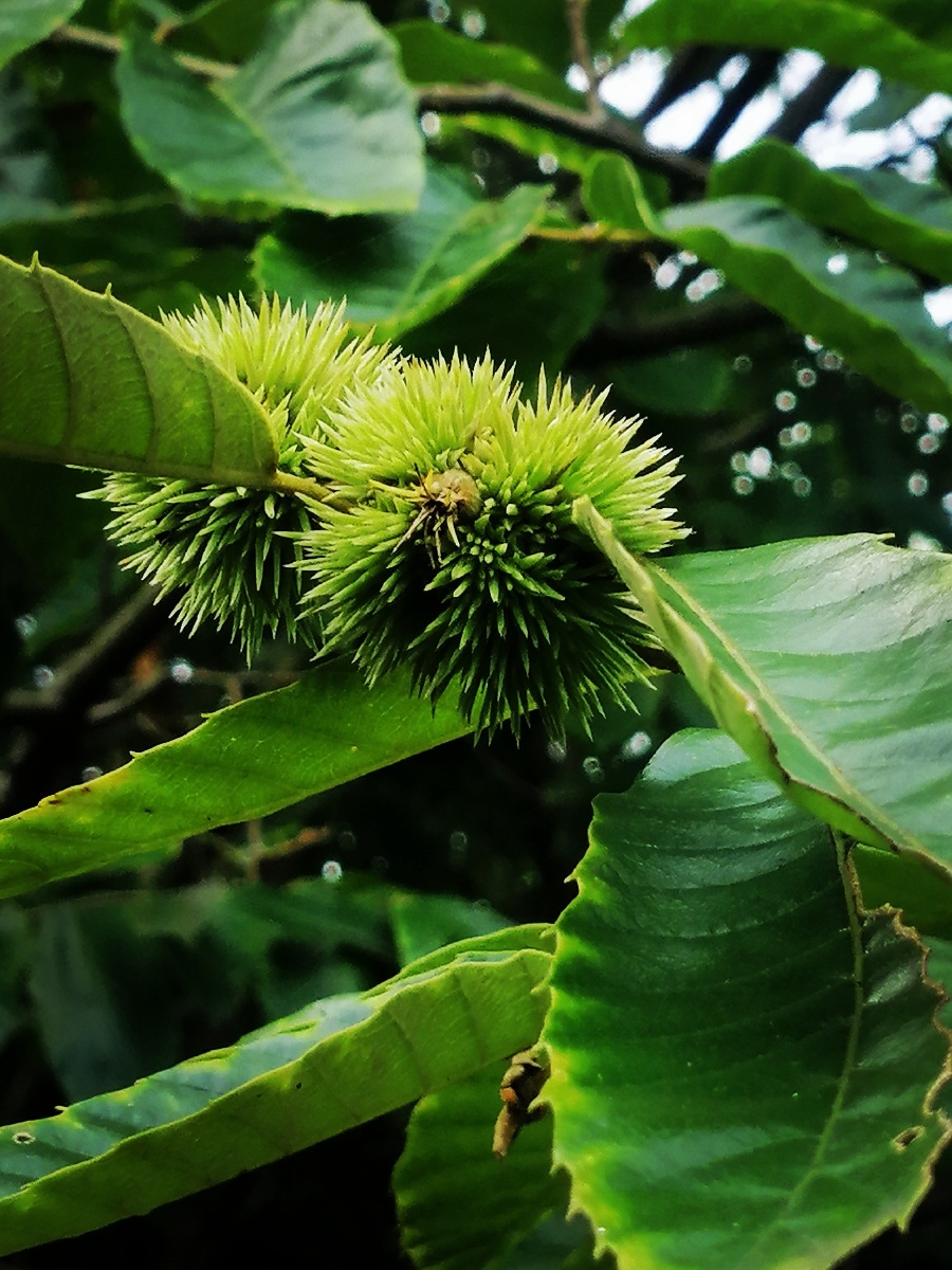板栗- 摄影师邓