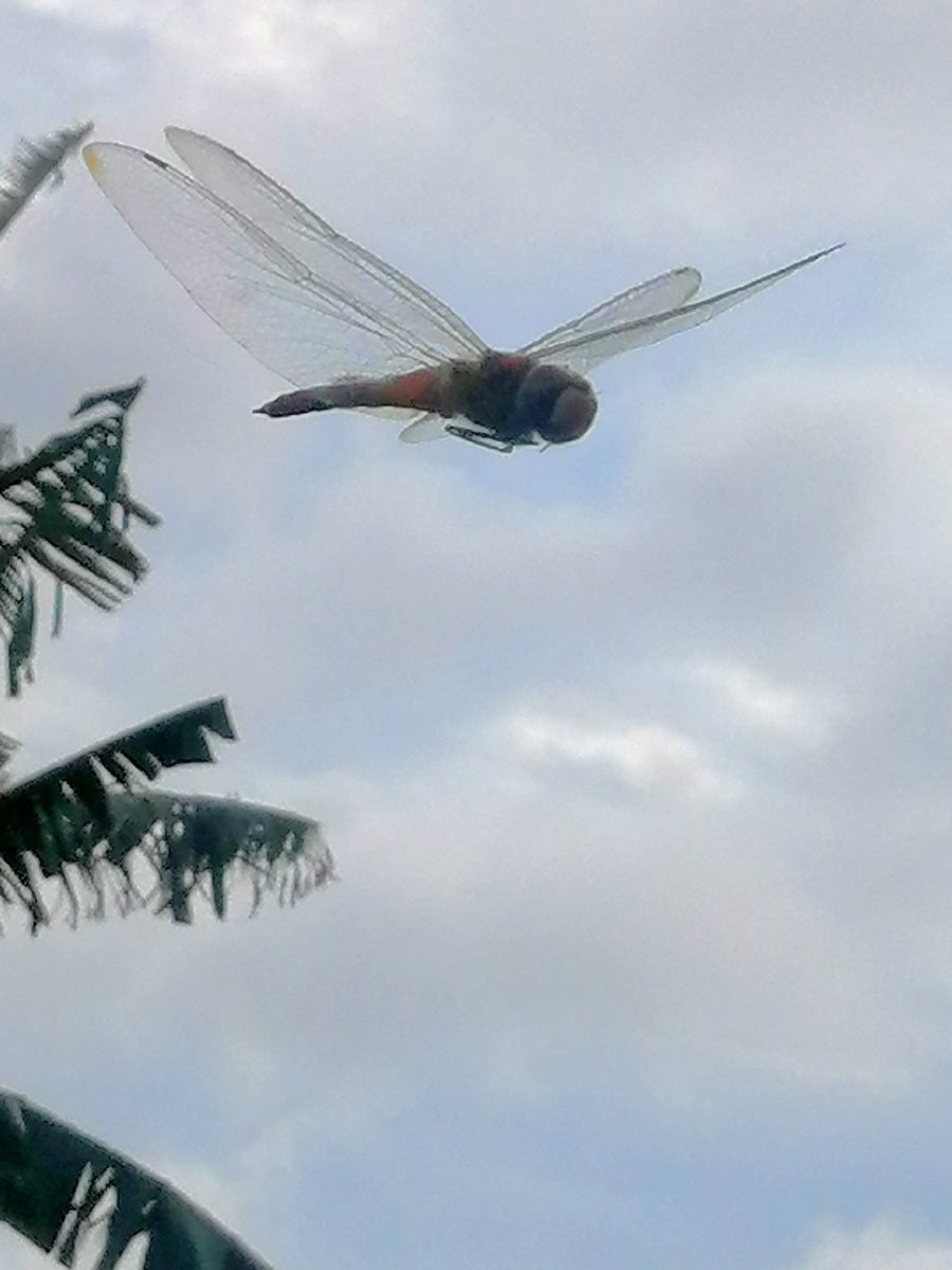 自由飞翔的蜻蜓