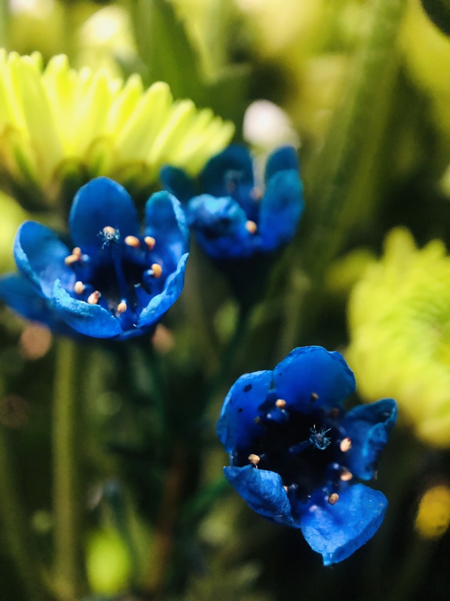 蓝色腊梅虽然明知是染色的但还是被惊艳