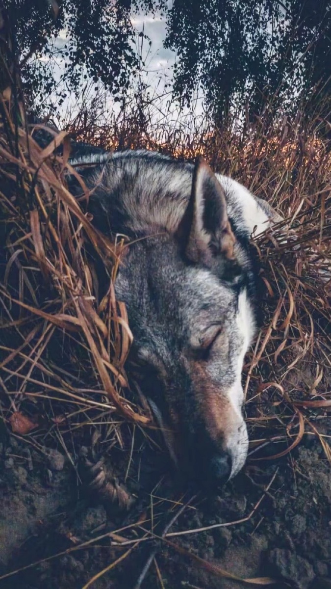 捷克狼犬甜美的不像话借用