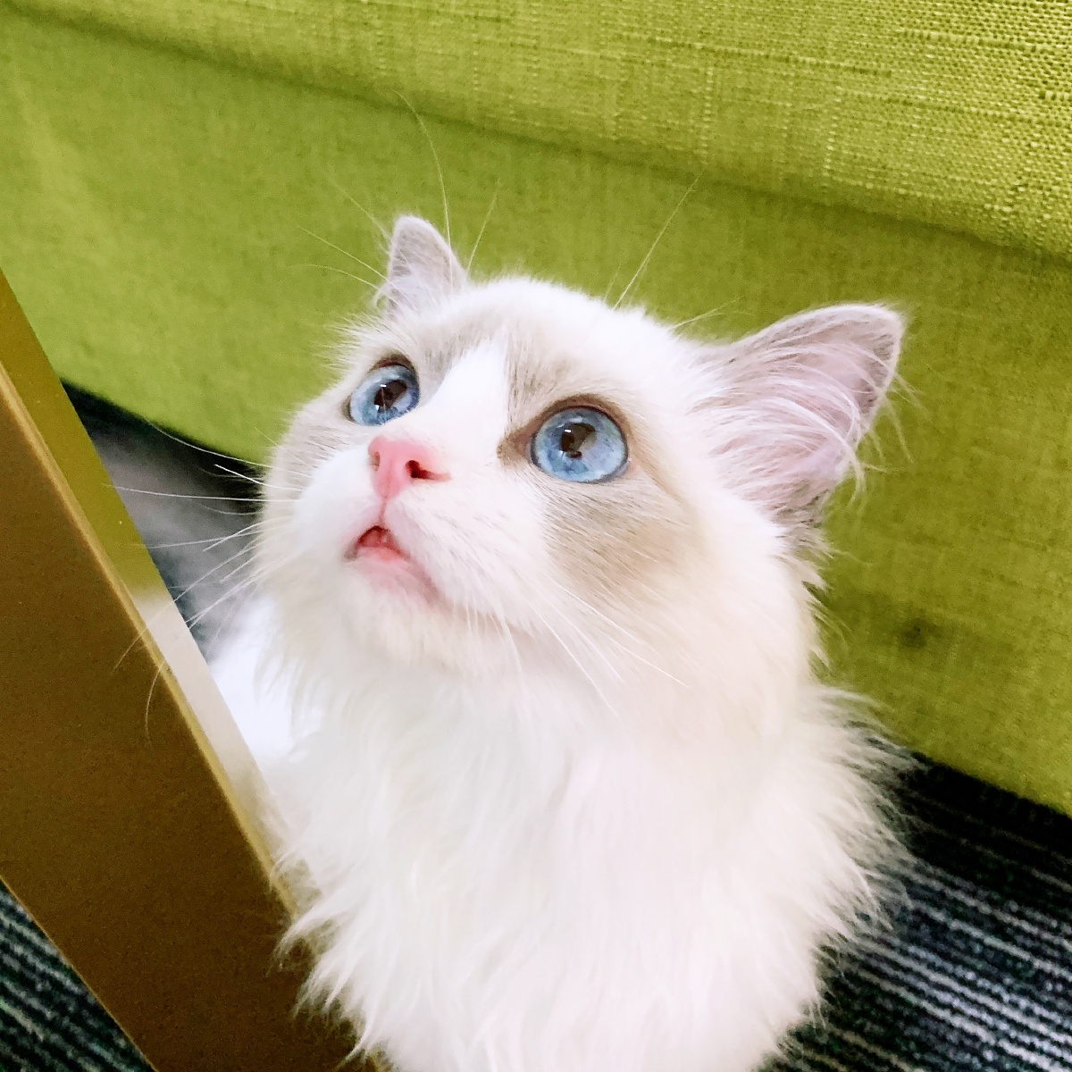 布偶猫,仙女猫的神仙颜值,藏着星辰与大海的卡姿兰大眼睛