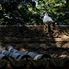 屋上秋鸠鸣