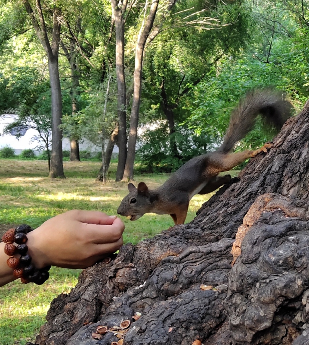 沈阳北陵公园的小松鼠已成为游人的宠物