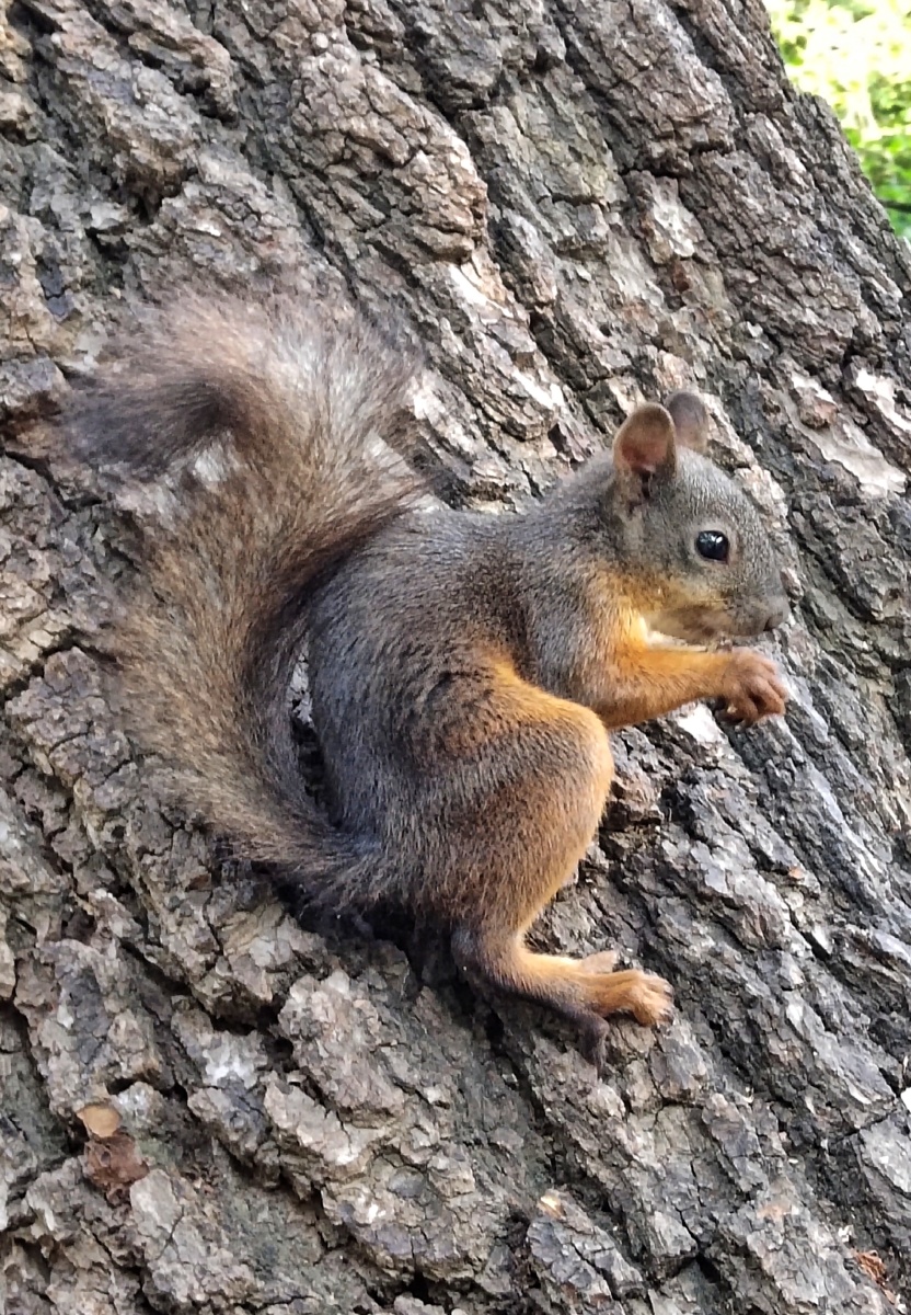 沈阳北陵公园的小松鼠已成为游人的宠物