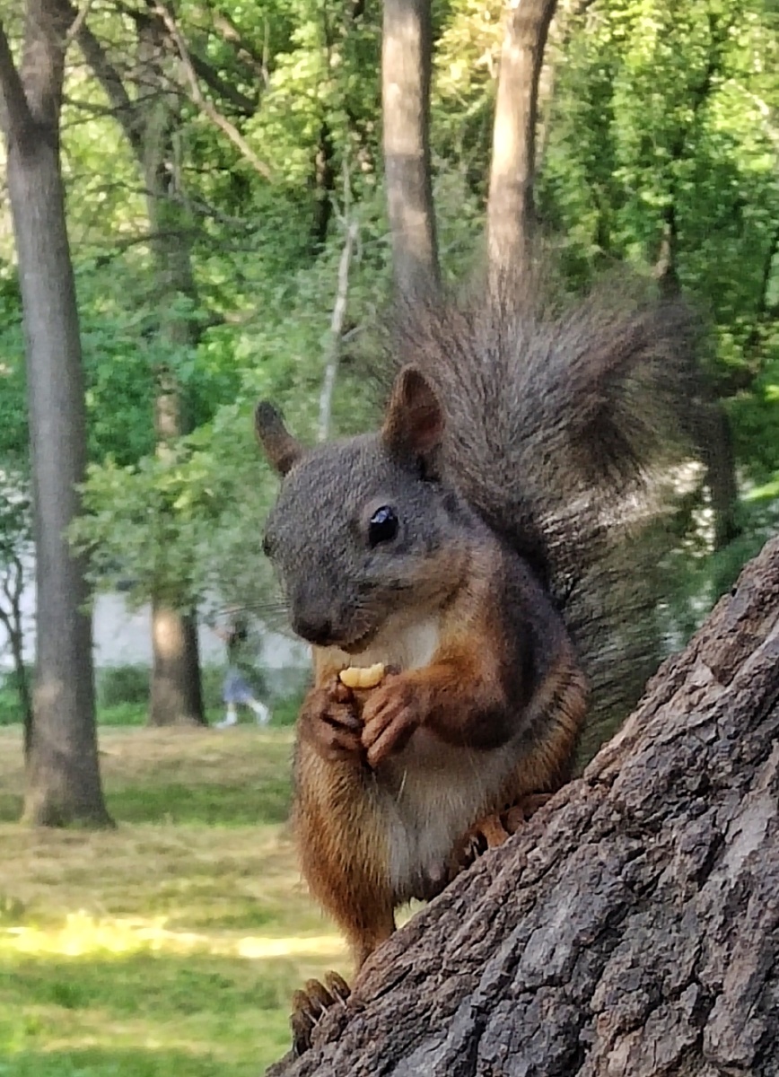 沈阳北陵公园的小松鼠已成为游人的宠物