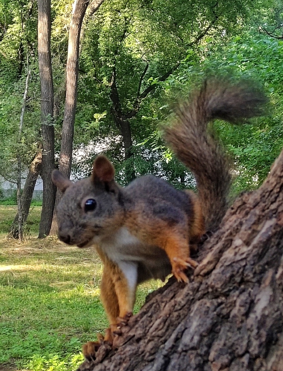 沈阳北陵公园的小松鼠已成为游人的宠物