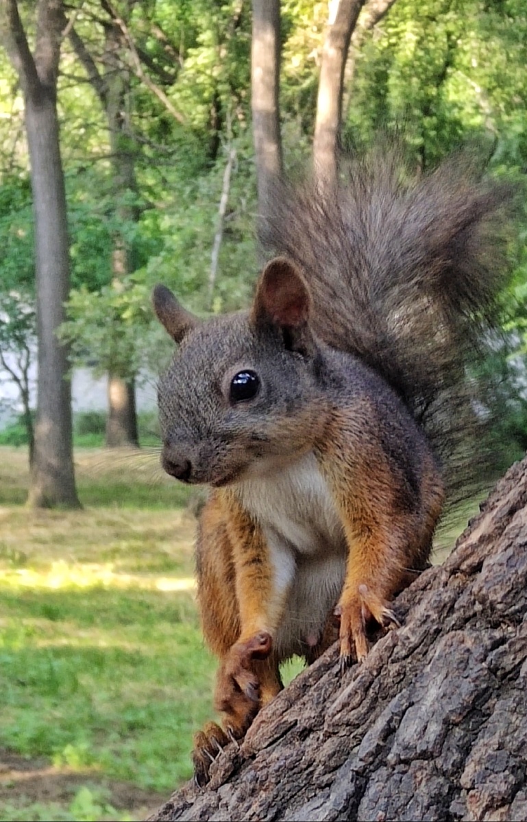 沈阳北陵公园的小松鼠已成为游人的宠物