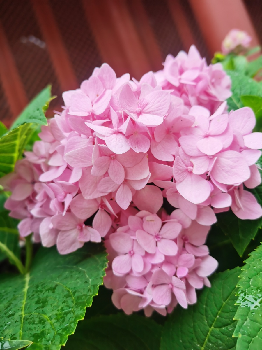 寺庙中的绣球花