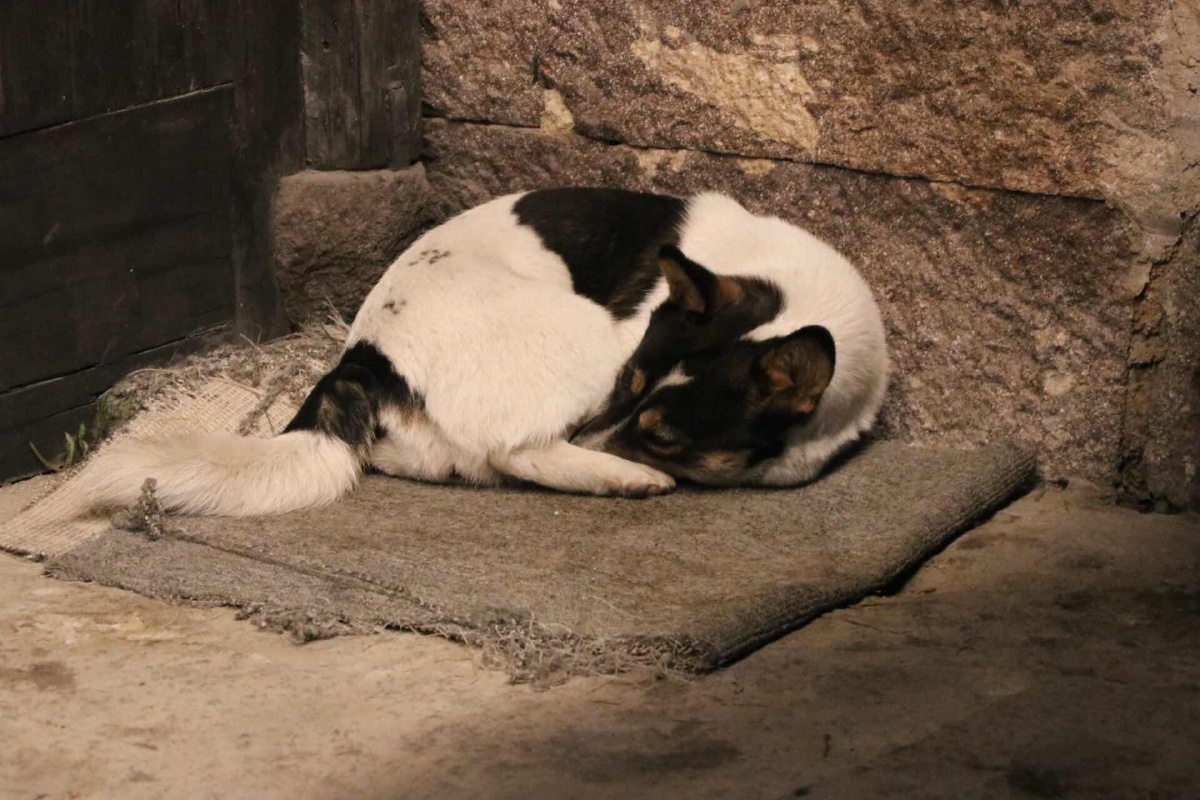 太炎故居门口的大花狗 br />