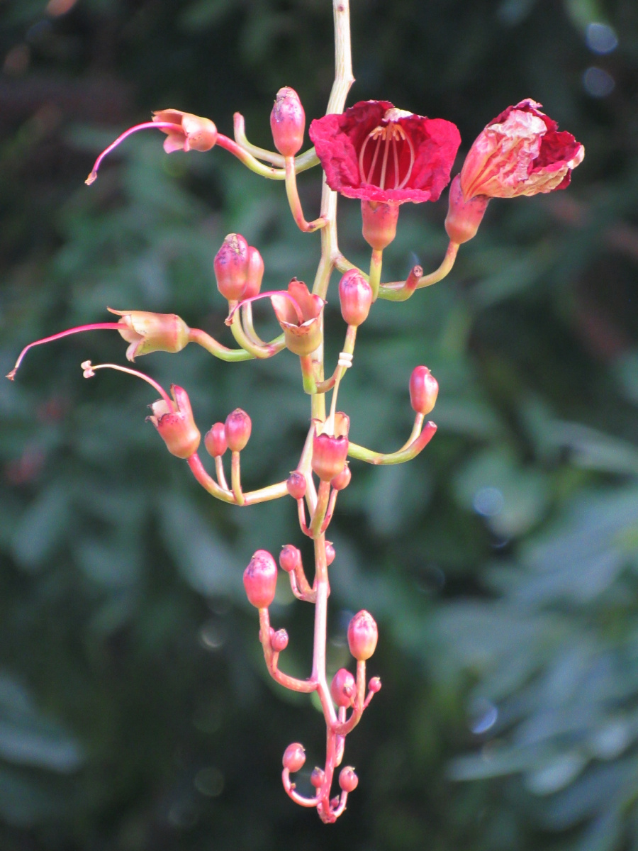 吊灯树 - 欧国勇 - 图虫