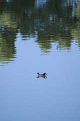 10627