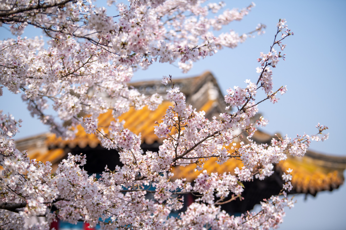 无锡鼋头渚樱花盛开时