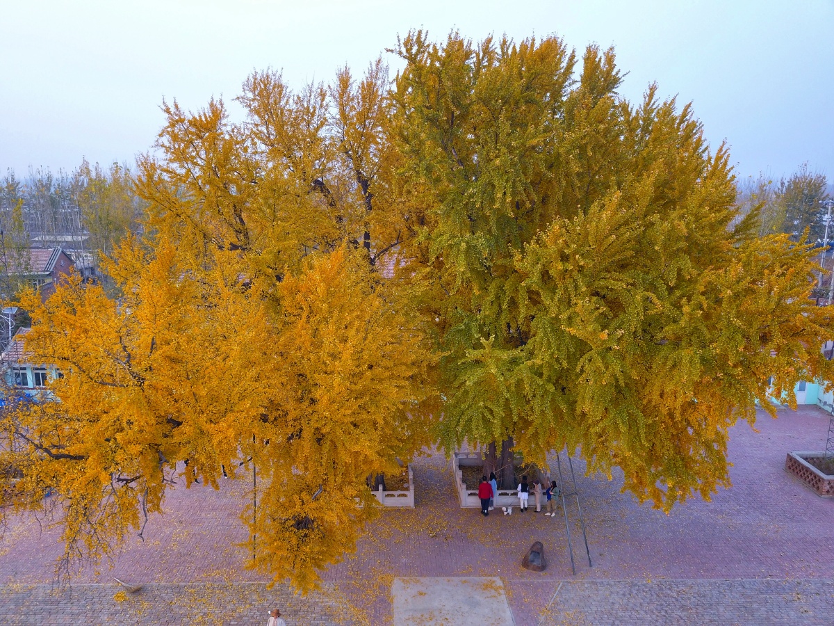 天津市武清区后营镇千年银杏树