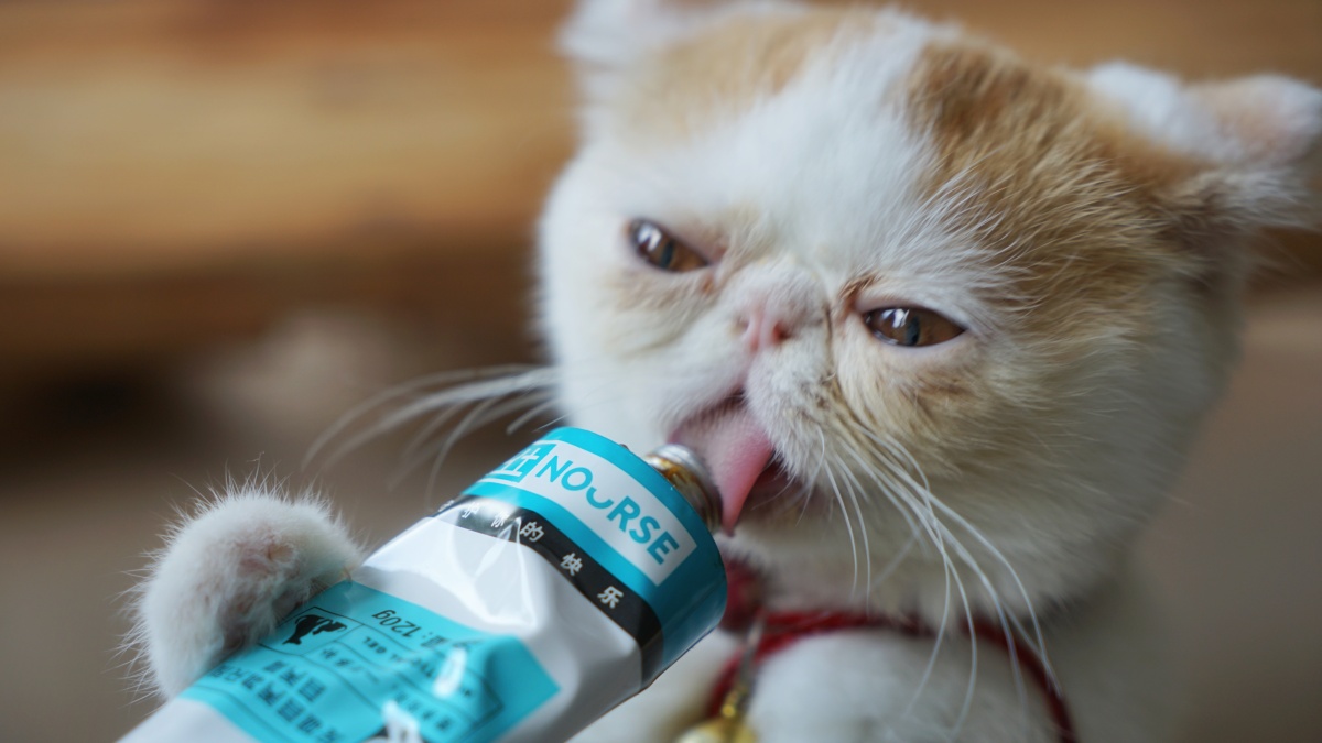 掌柜家的喵咪黄小琥的迷糊日常