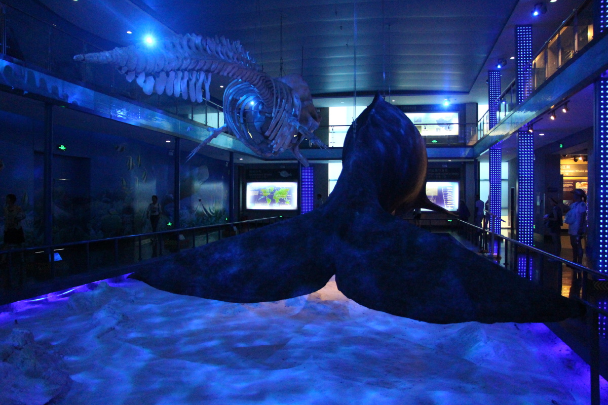 威海刘公岛鲸馆