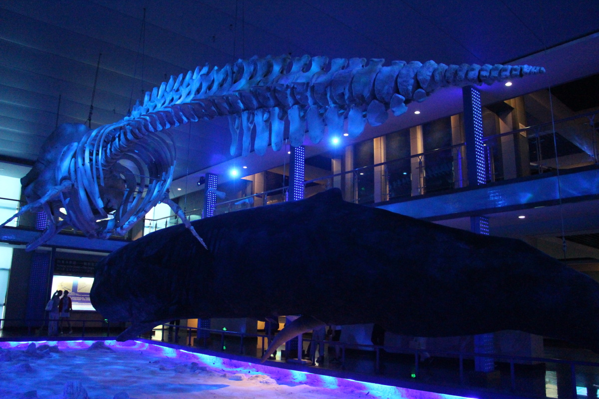 威海刘公岛鲸馆