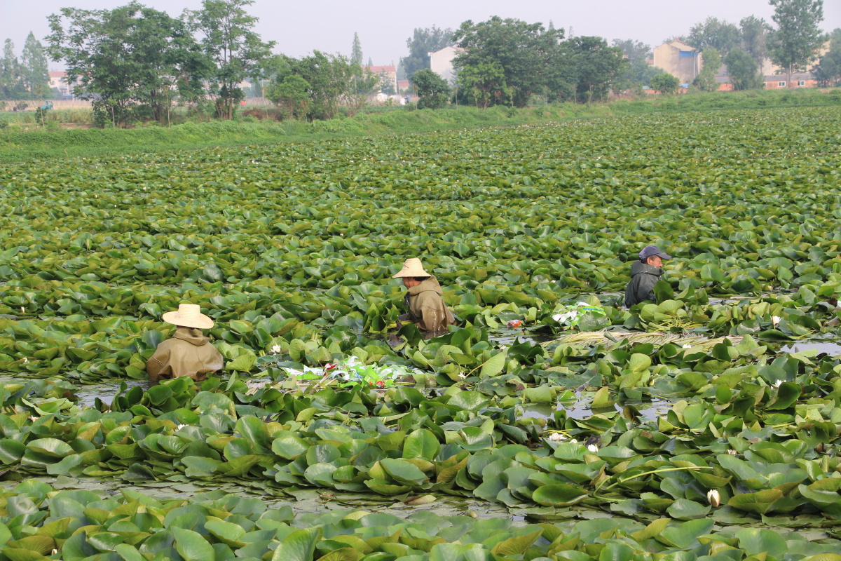 收获睡莲