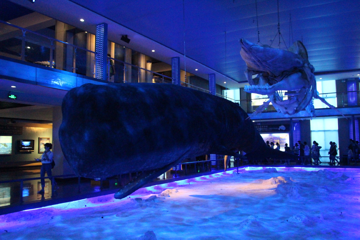 威海刘公岛鲸馆