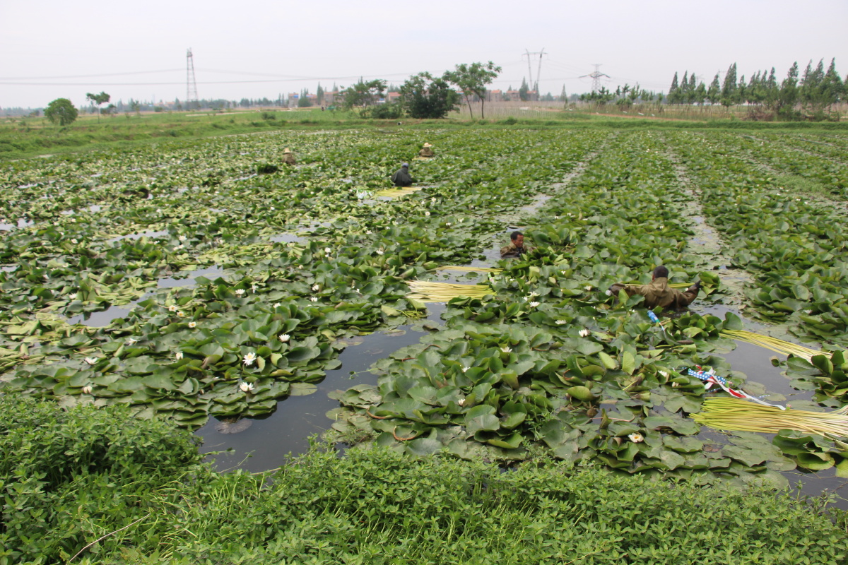 收获睡莲