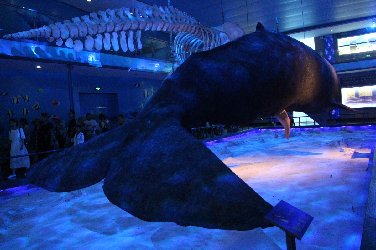 威海刘公岛鲸馆