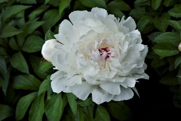 _DSC8574 (2)