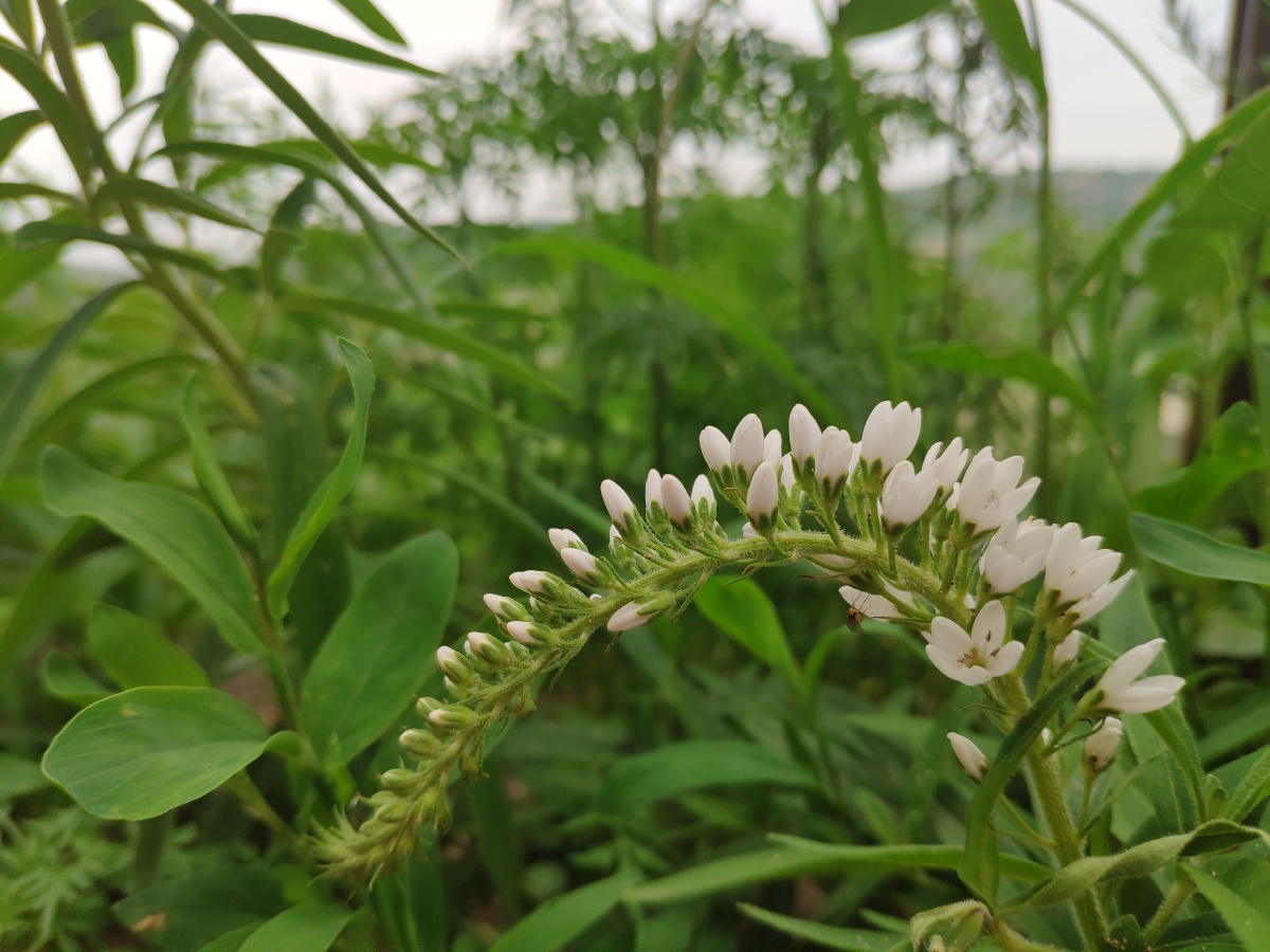 呦呦小鹿鸣 - 图虫