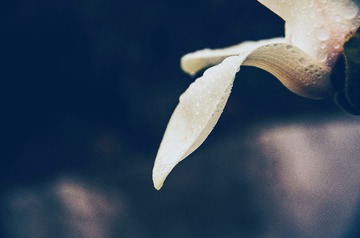 2017-03-20 07.18.32 1