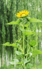 DSC00550