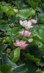 DSC06756