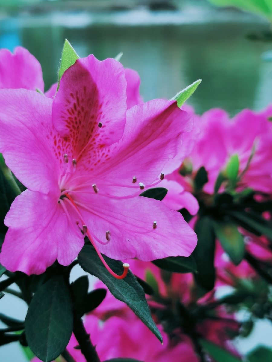 公园水边锦绣杜鹃花