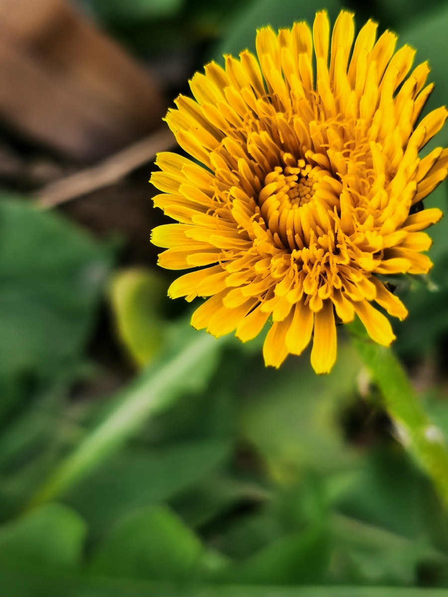 《野生黄花》 - 妙念 - 图虫