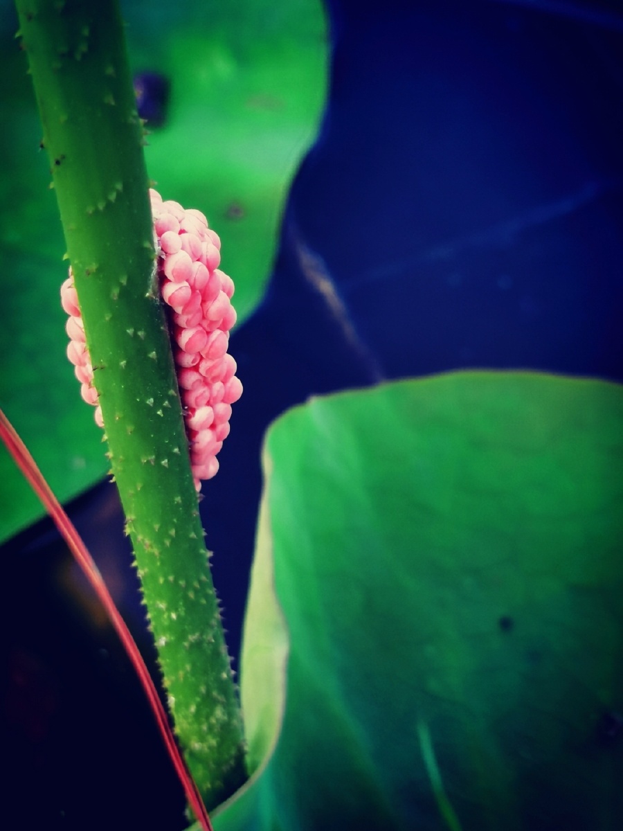 荷叶杆上的福寿螺卵