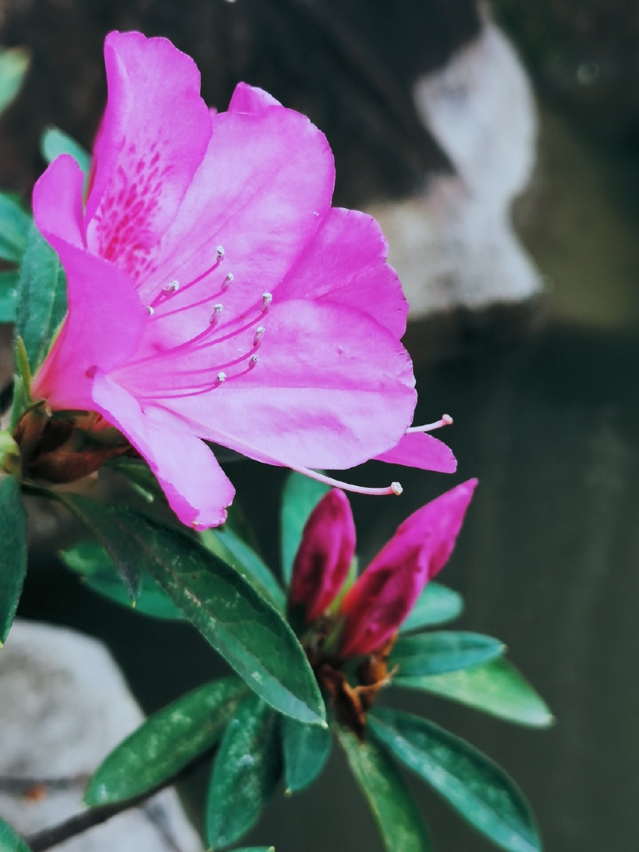 公园水边锦绣杜鹃花