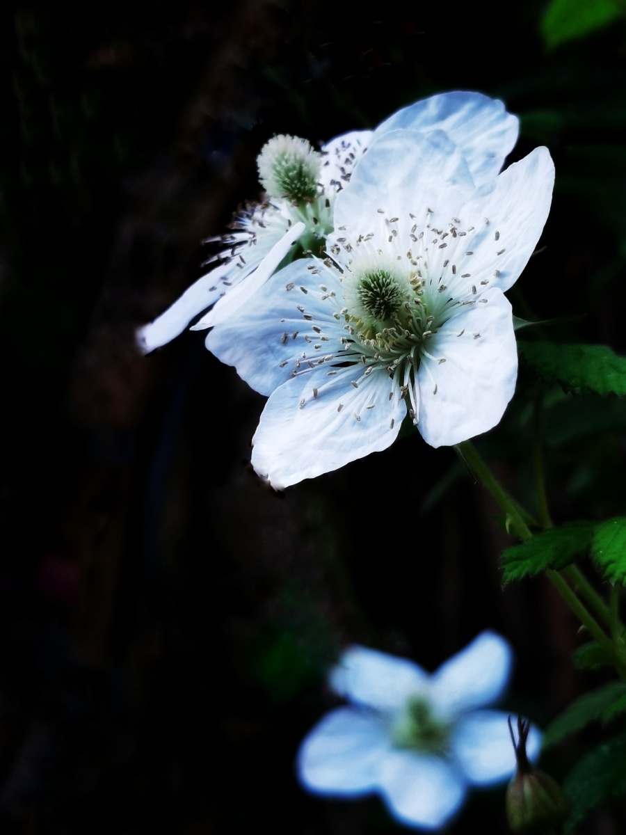 树莓花 - 福家琦云 - 图虫