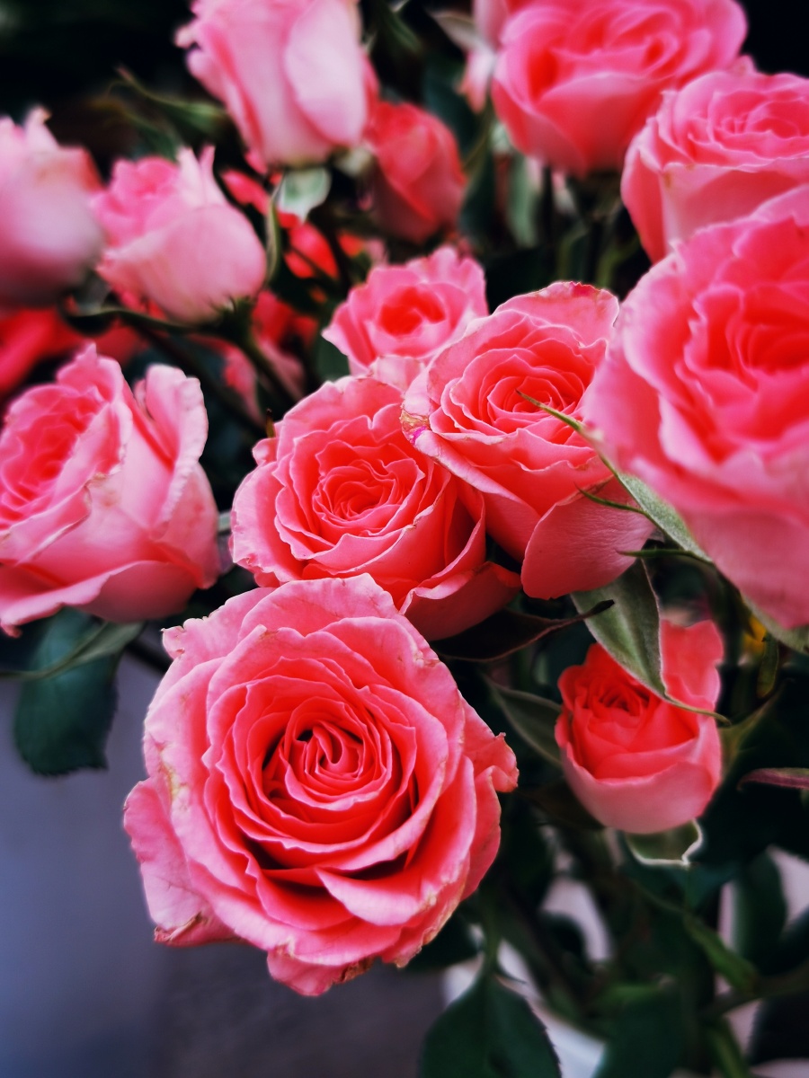 粉红色的玫瑰花